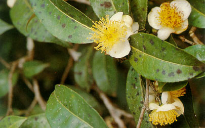 เมี่ยงดอย Camellia oleifera Abel. var. Confusa (Craib) sealy<br/>THEACEAE